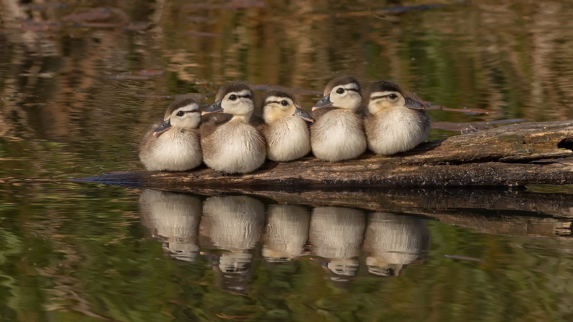 刺客无需嘶吼,霍勒迪的沉默利刃与独行侠的争冠拼图