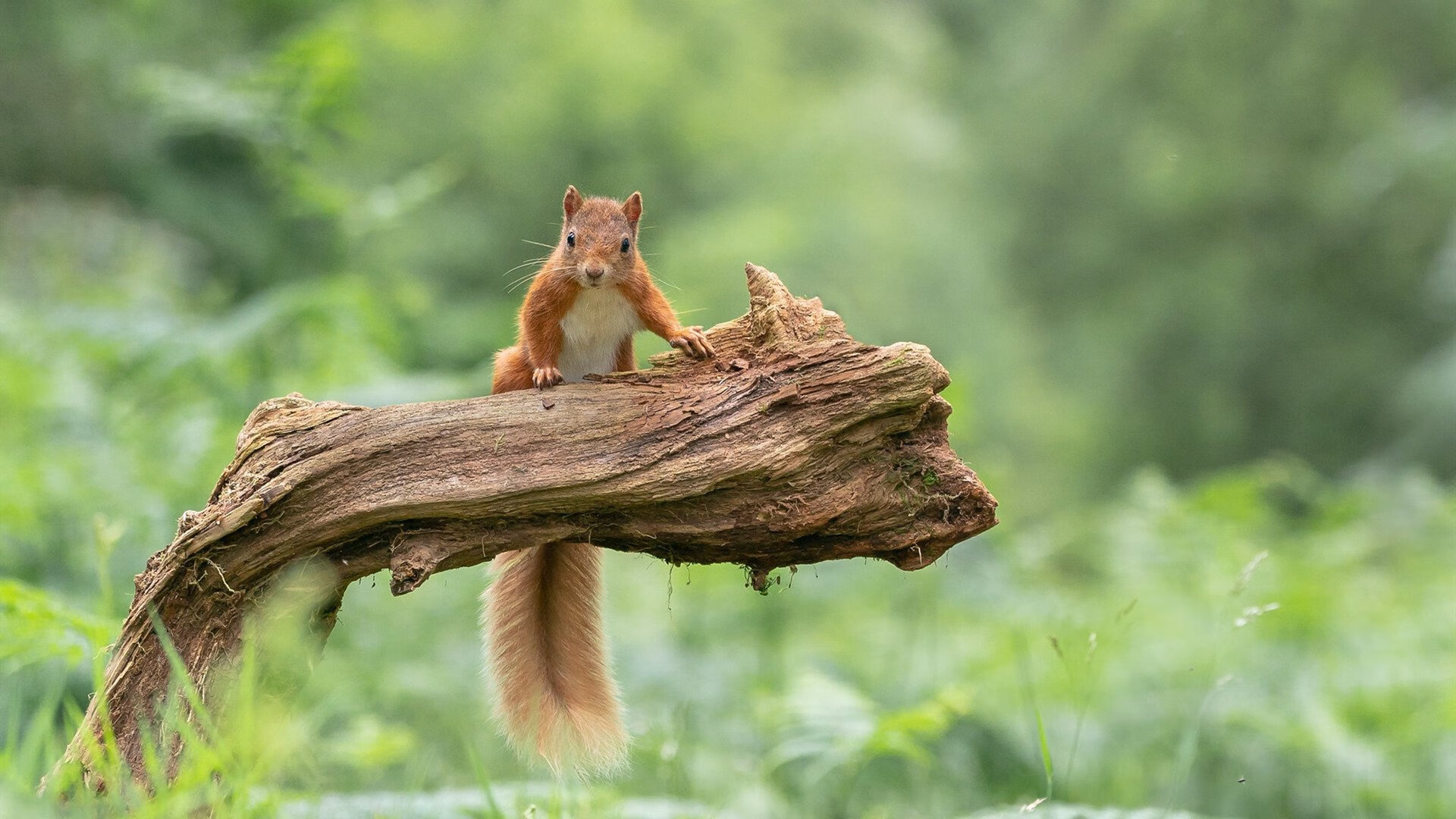 快船收割奇才的夜晚，德罗赞才是那个真正挥镰的人