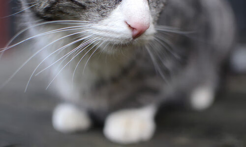 四年一剑，马德里竞技硬仗取胜，欧冠夜诠释奥林匹克真谛