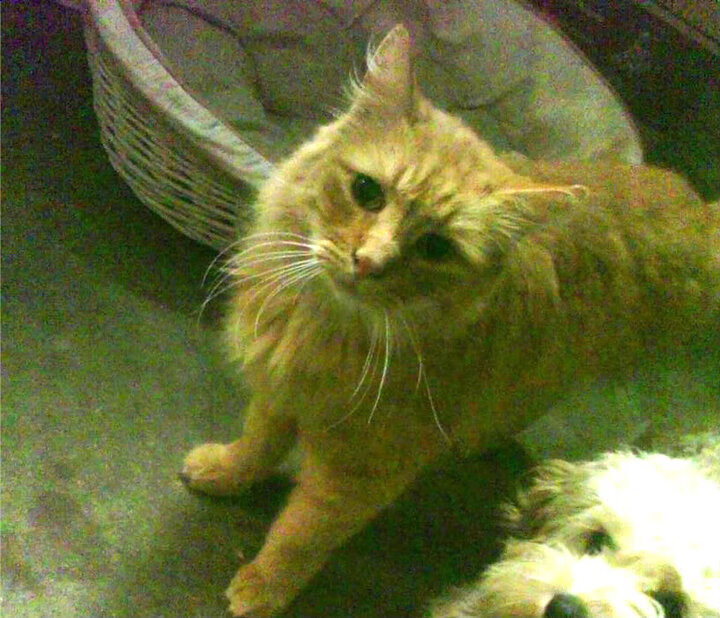 加纳末节带走美国，格纳布里英超争冠接管比赛—体育史上不灭的英雄时刻