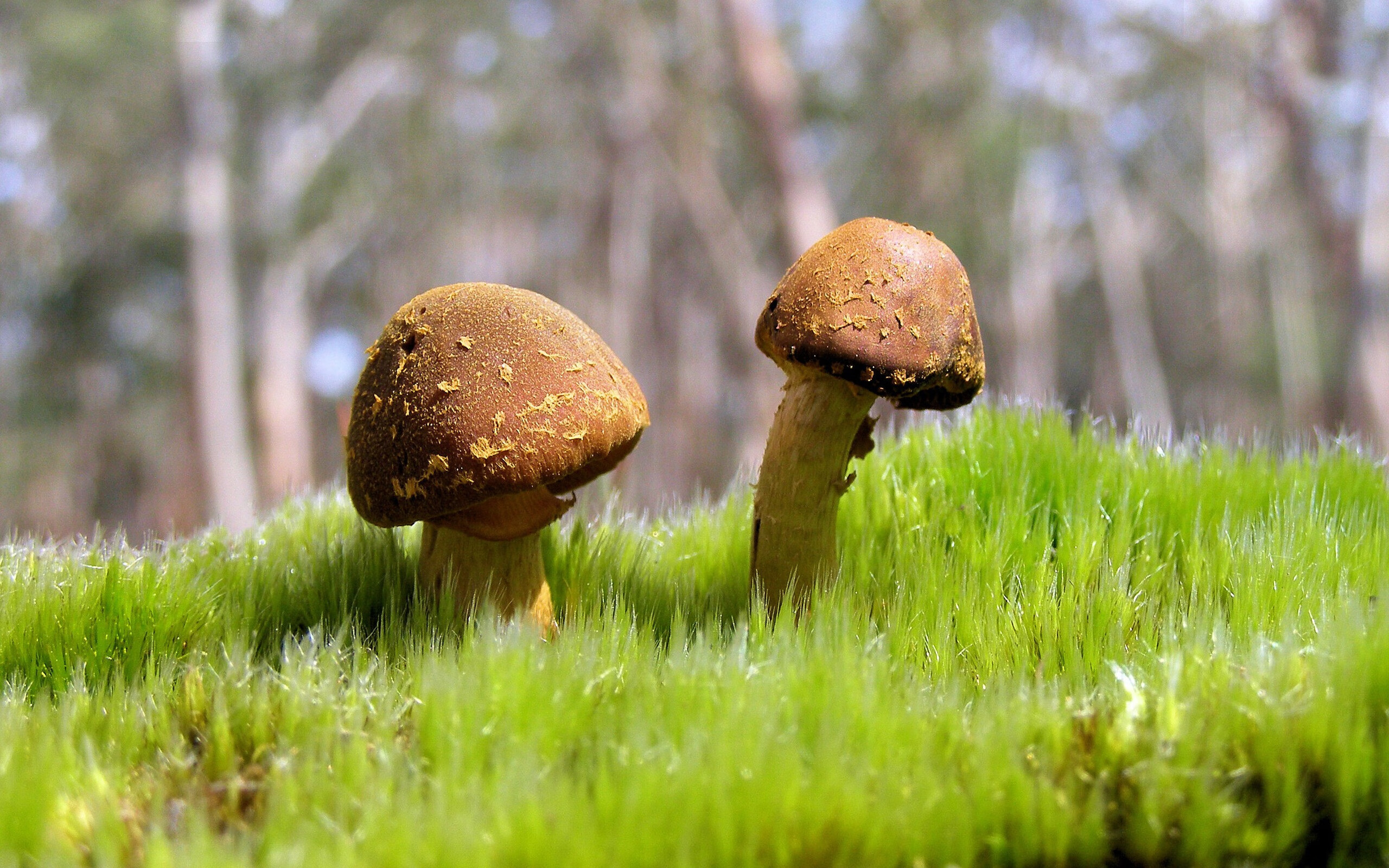 改写历史的惊天一瞬,C罗致命一击击沉贝蒂斯,巴黎从悬崖边归来