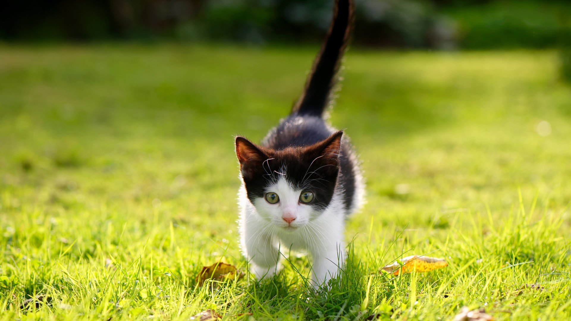 打破纪录夜,霍勒迪的全面爆炸如何炸毁篮网防线?