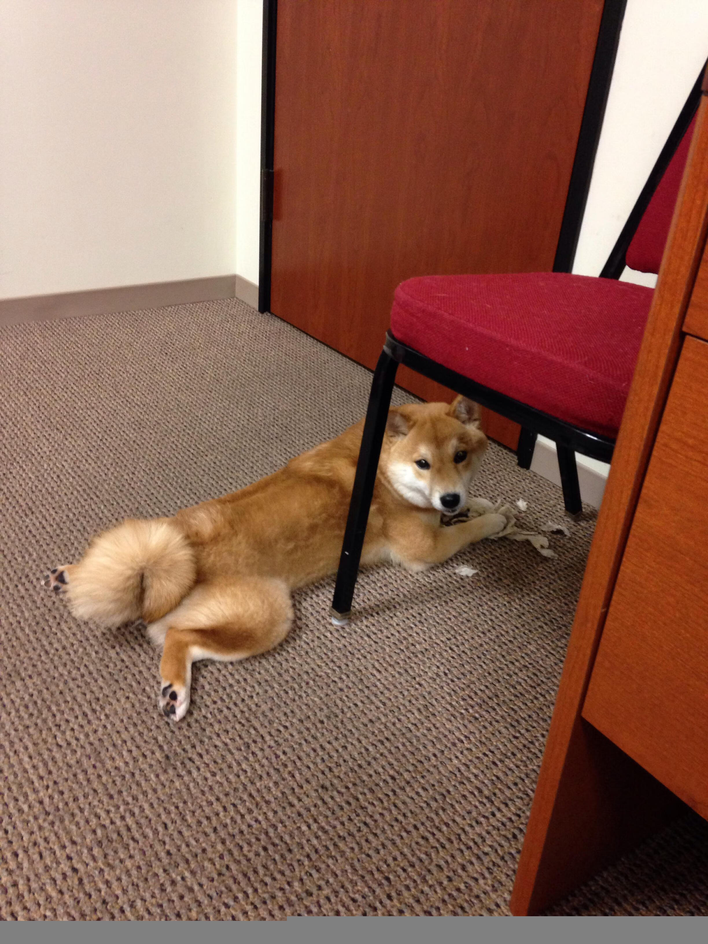 霍勒迪数据全面爆炸！全能战士在欧冠决赛之夜诠释何为赢家篮球