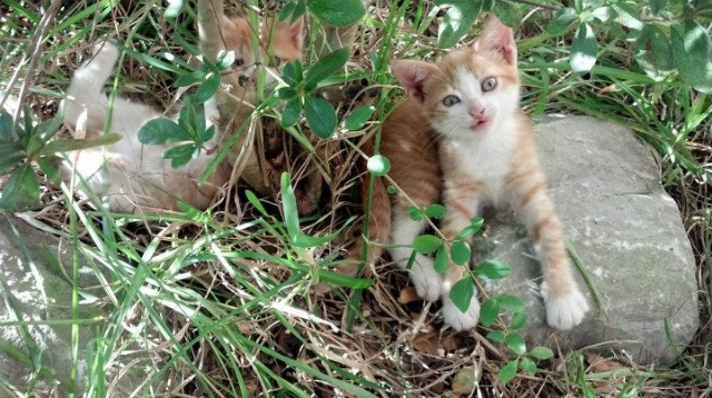 哥伦比亚对阵比利亚雷亚尔,基米希个人能力的完全展现