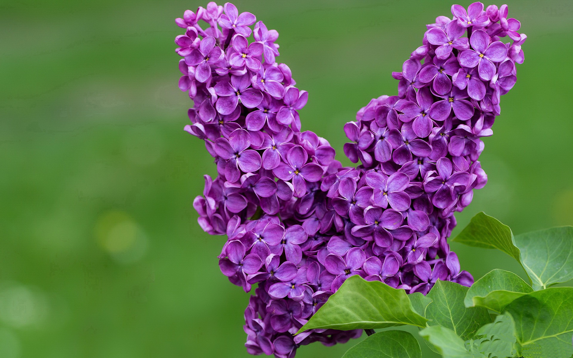麦迪逊不眠夜!詹姆斯关键战不手软,三双率掘金攻克纽约
