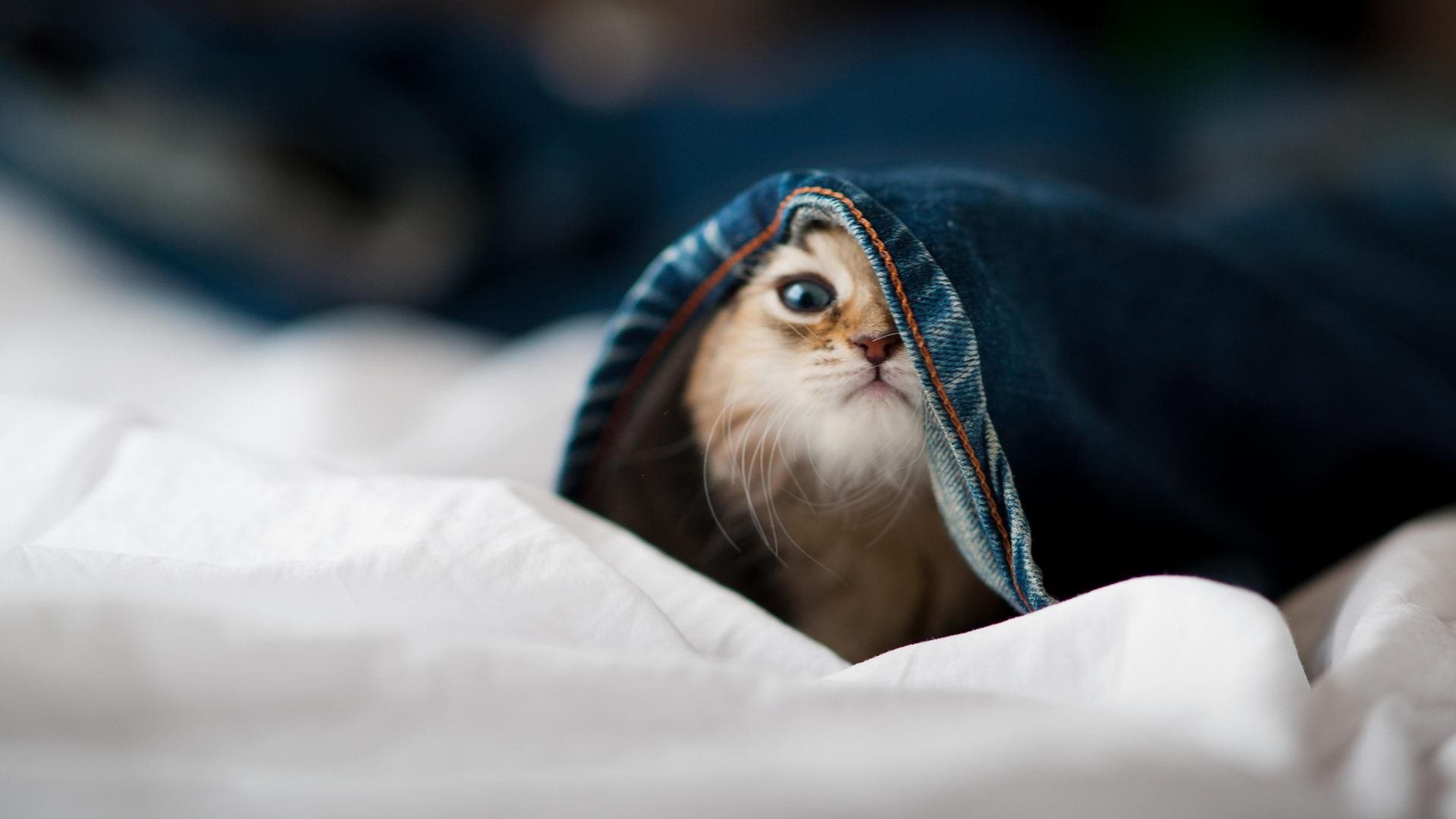 沉默中爆发,卡拉斯科的抢七自证之夜