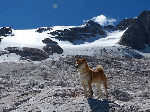 欧冠半决赛之夜,东契奇以巨星风范定义篮球艺术
