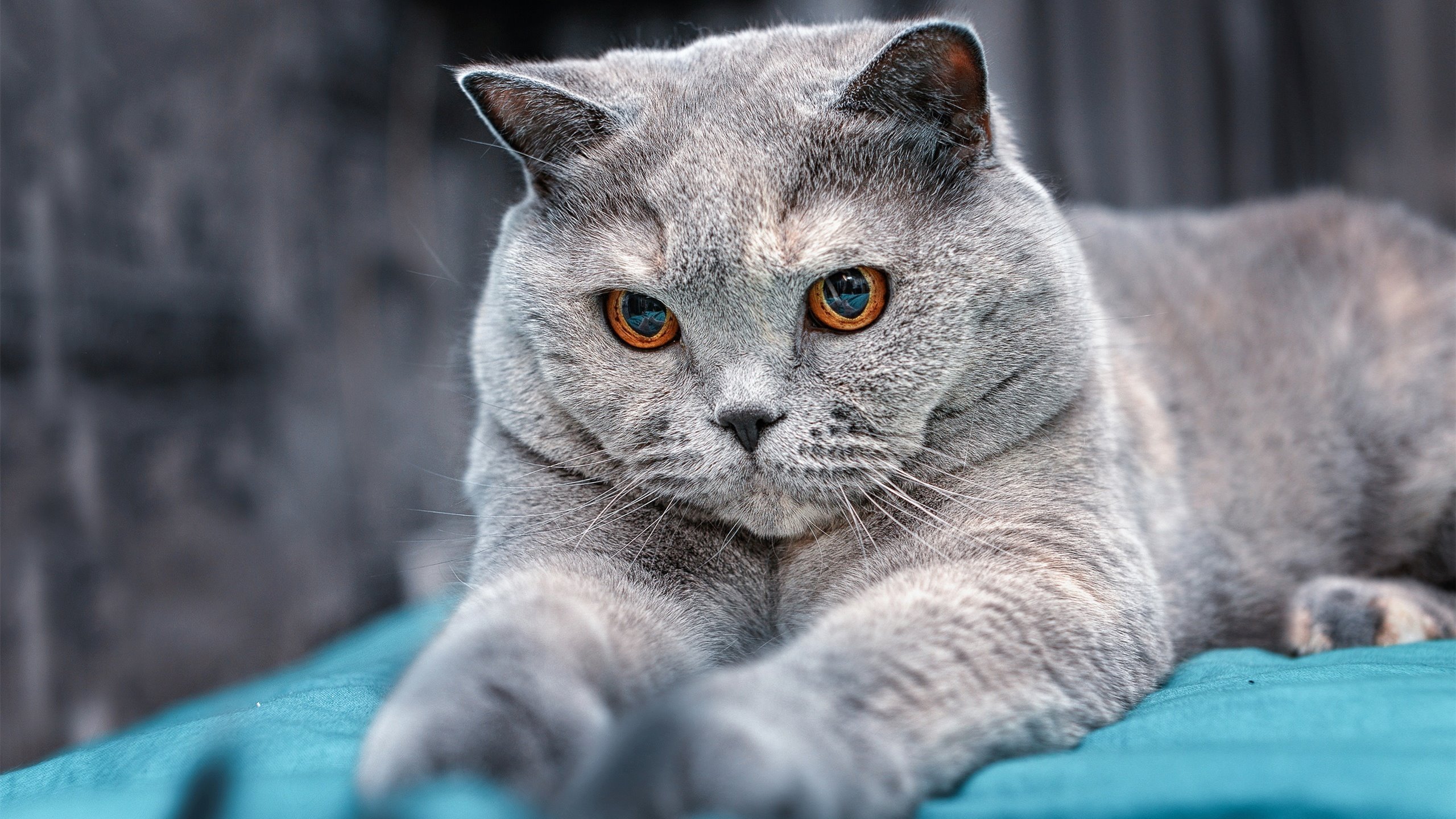 双日当空,锡安一球定乾坤,新生力量颠覆王权之战