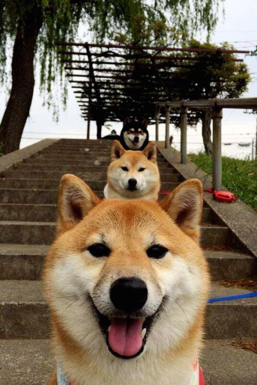 北京队终结广厦队连胜，武切维奇关键时刻闪耀