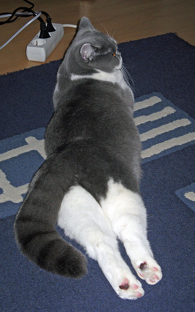 跨界体育盛宴,活塞绝杀太阳与马克西F1街道赛的统治演绎