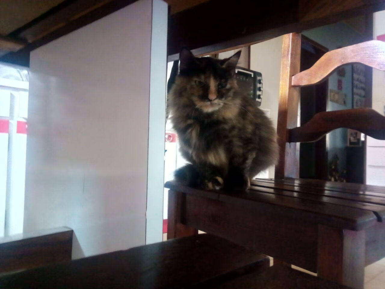 黑马啸北美,2026世界杯焦点战,奇才3-1正面击溃传统豪强公牛