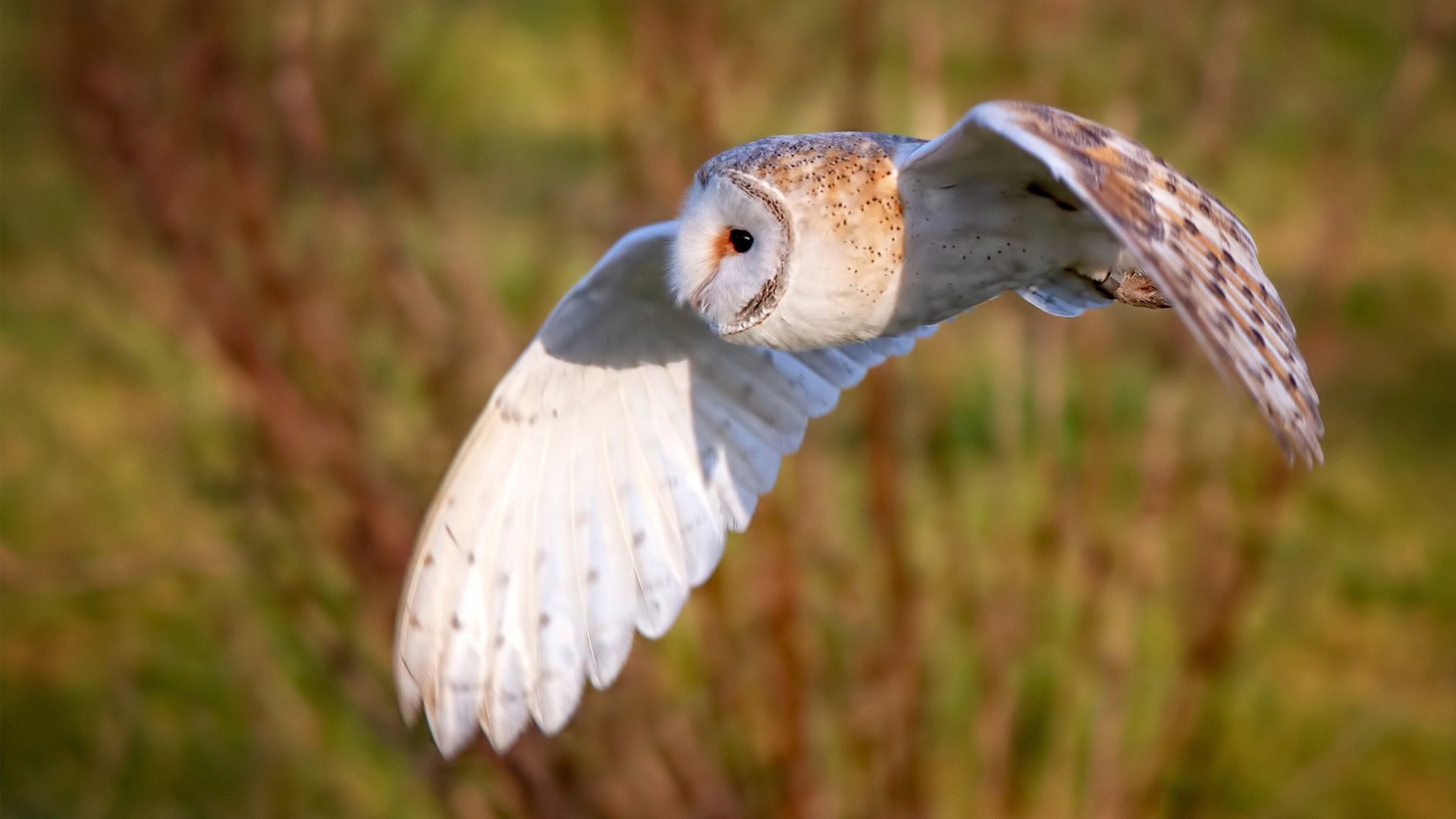 中场绞杀与锋线风暴，奥运周期前阿森纳以火力压制曼联的战术启示