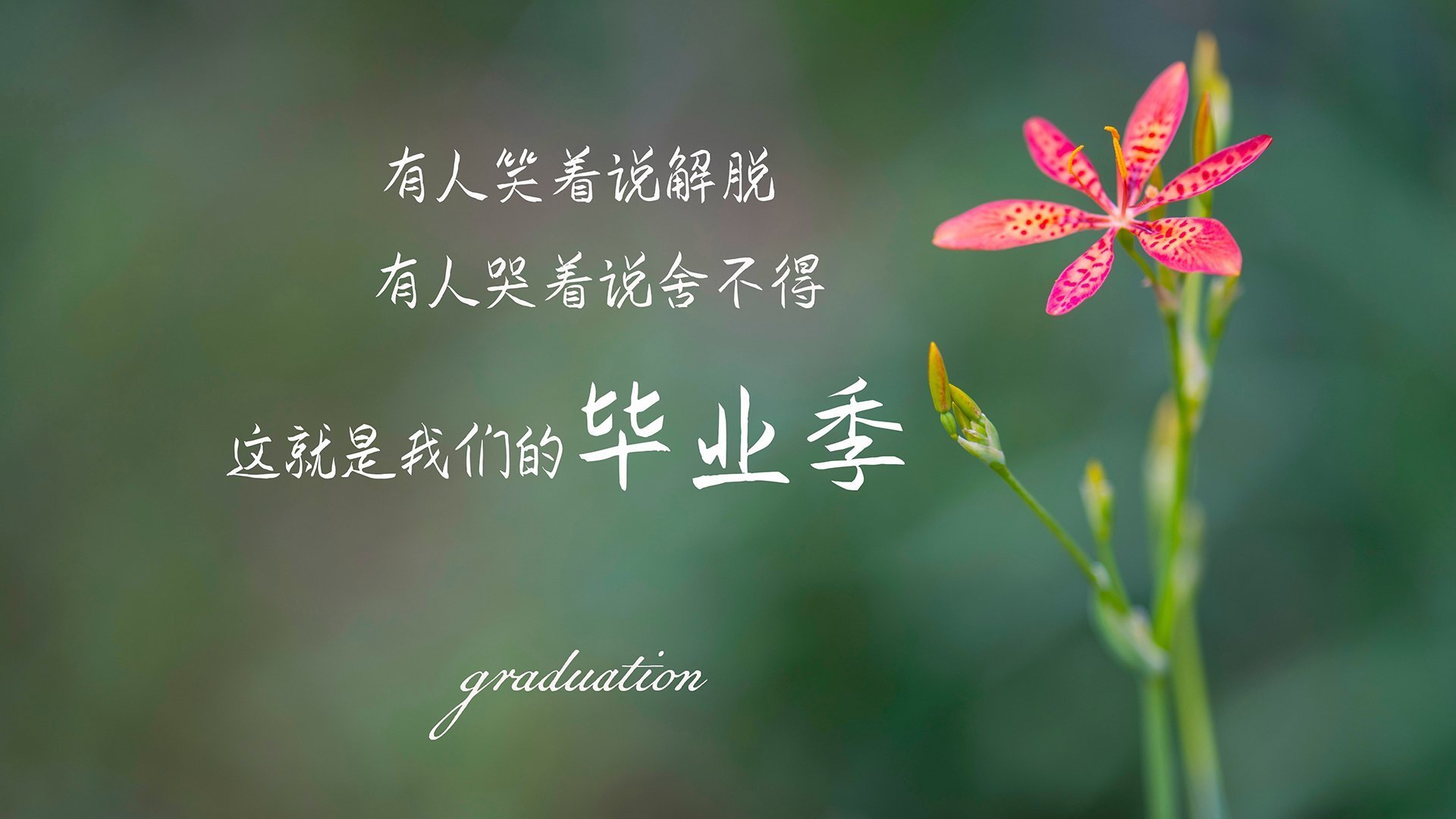 绿茵风云，西甲国家德比焦点战与奥地利强压波兰的启示