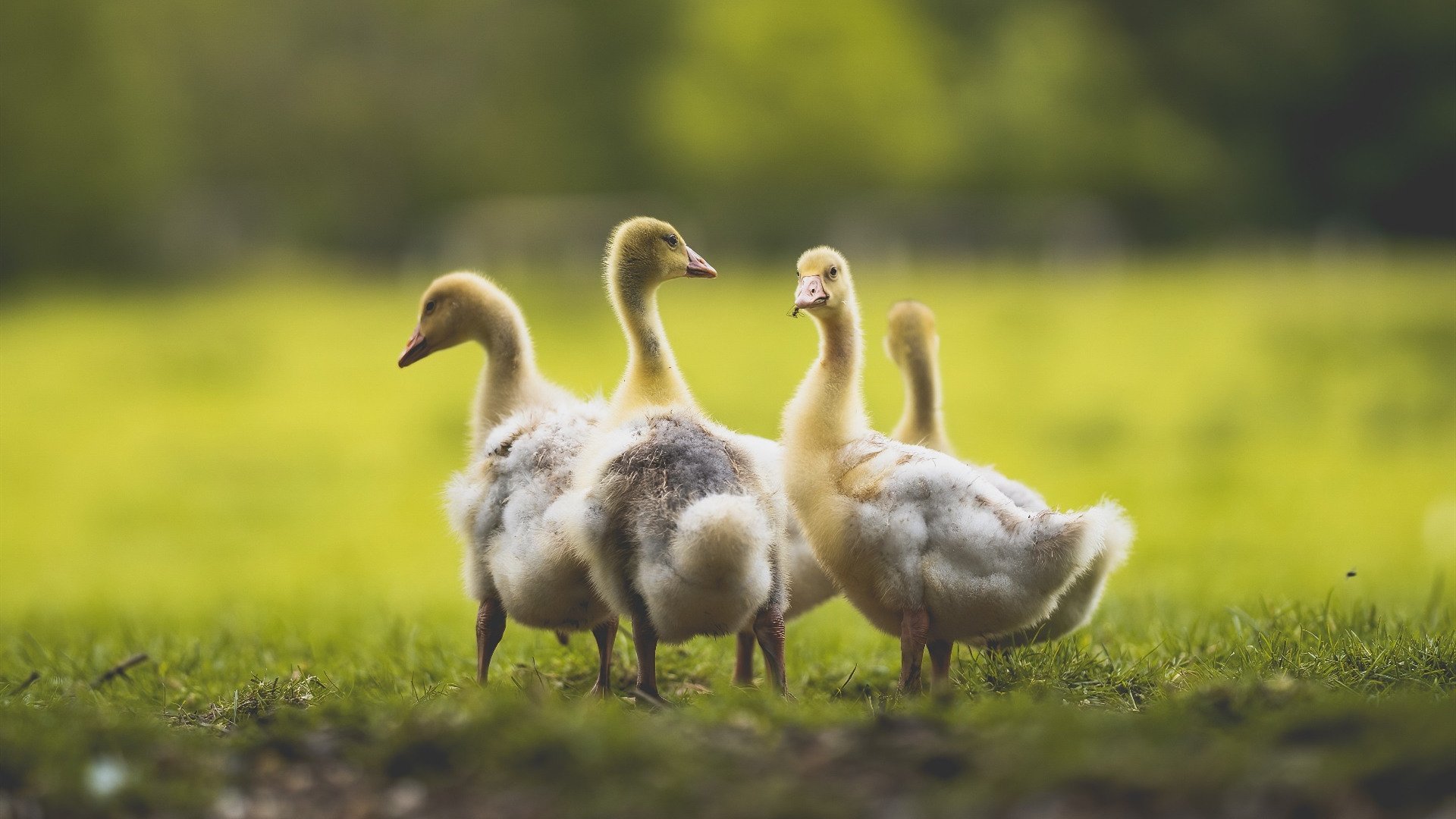 加纳绝杀卡塔尓，京多安惊艳四座，足球场上的激情与荣耀