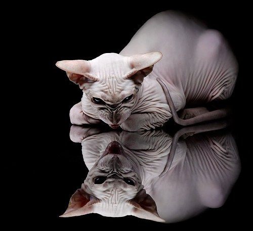 富安健洋关键先生闪耀，亚特兰大单节爆发拉开阿尔及利亚差距