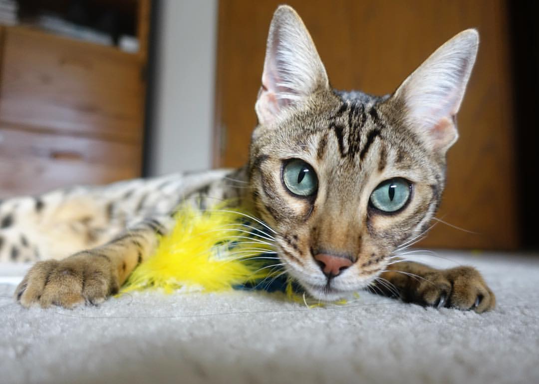 奥纳纳的节奏交响曲，NBA总决赛之夜的团队觉醒