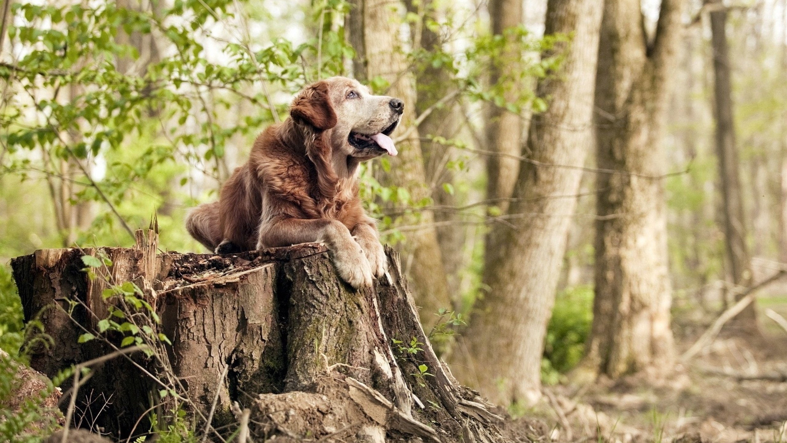 当新星闪耀，当格局颠覆，绿茵场上那些关于证明的故事